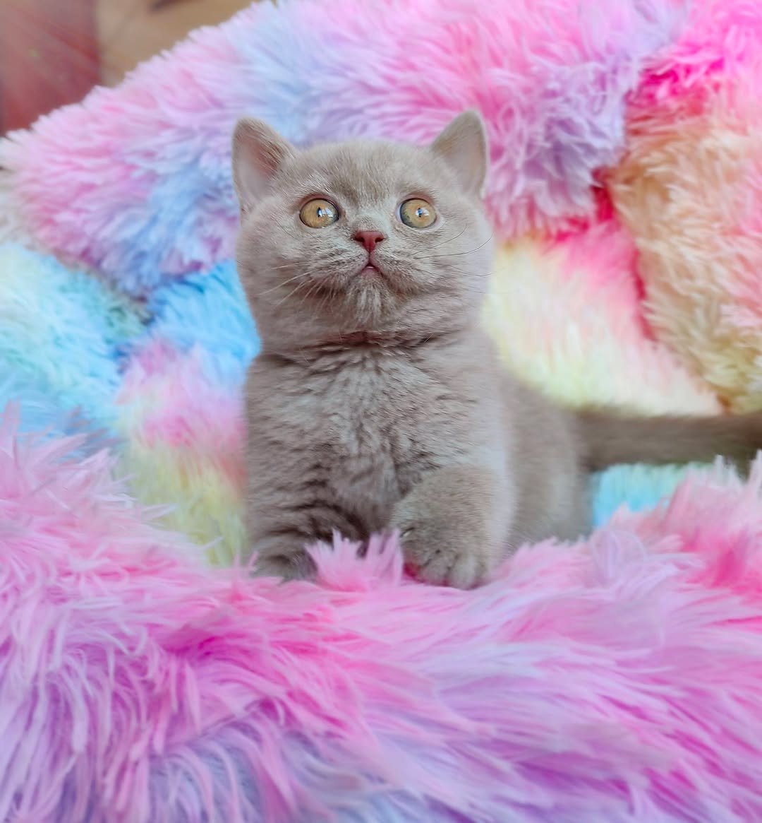 Cliff — British Shorthair Male