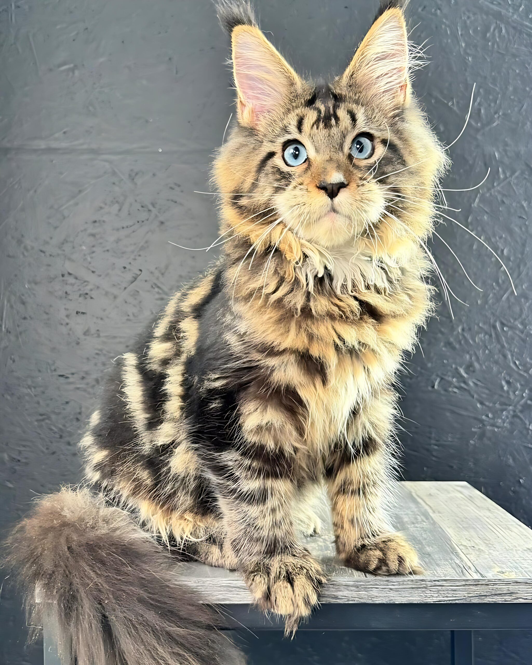 Cooper — Maine Coon Male