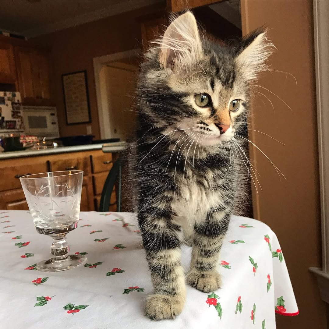 Crespo — Siberian Male