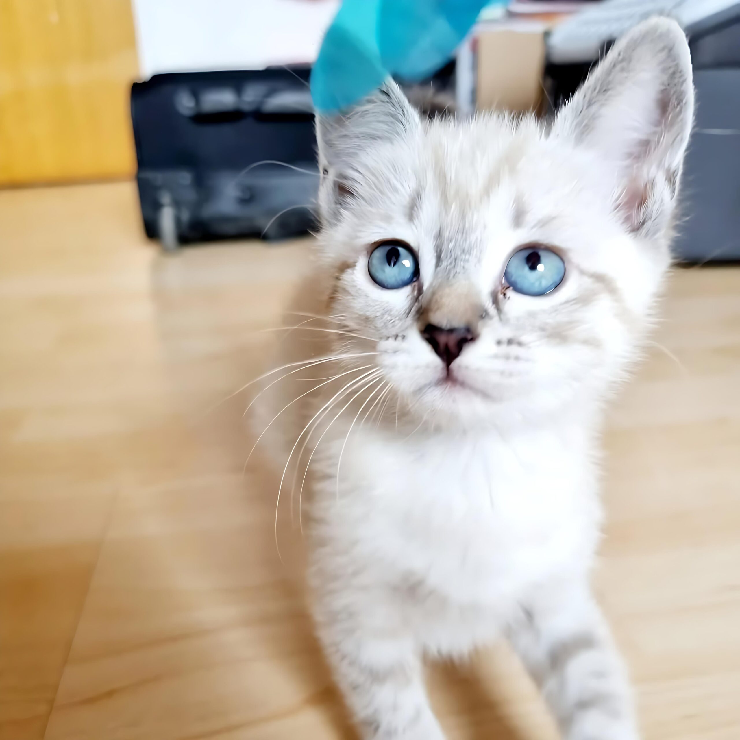 Daisy — Siamese Female