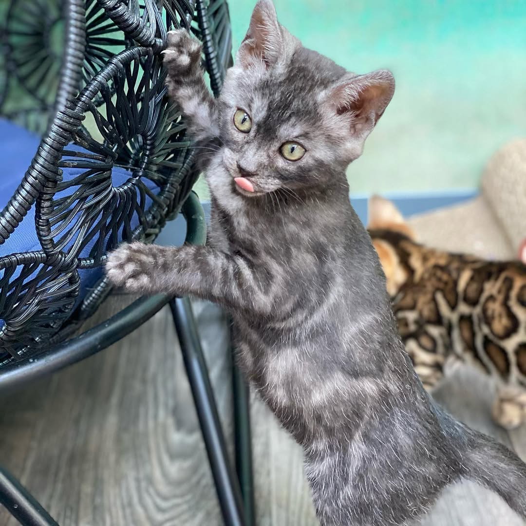 Daisy — Bengal Female