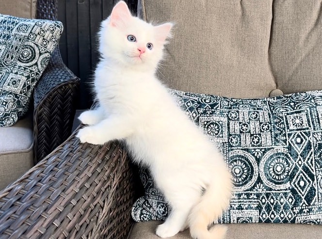 Dante — Ragdoll Male