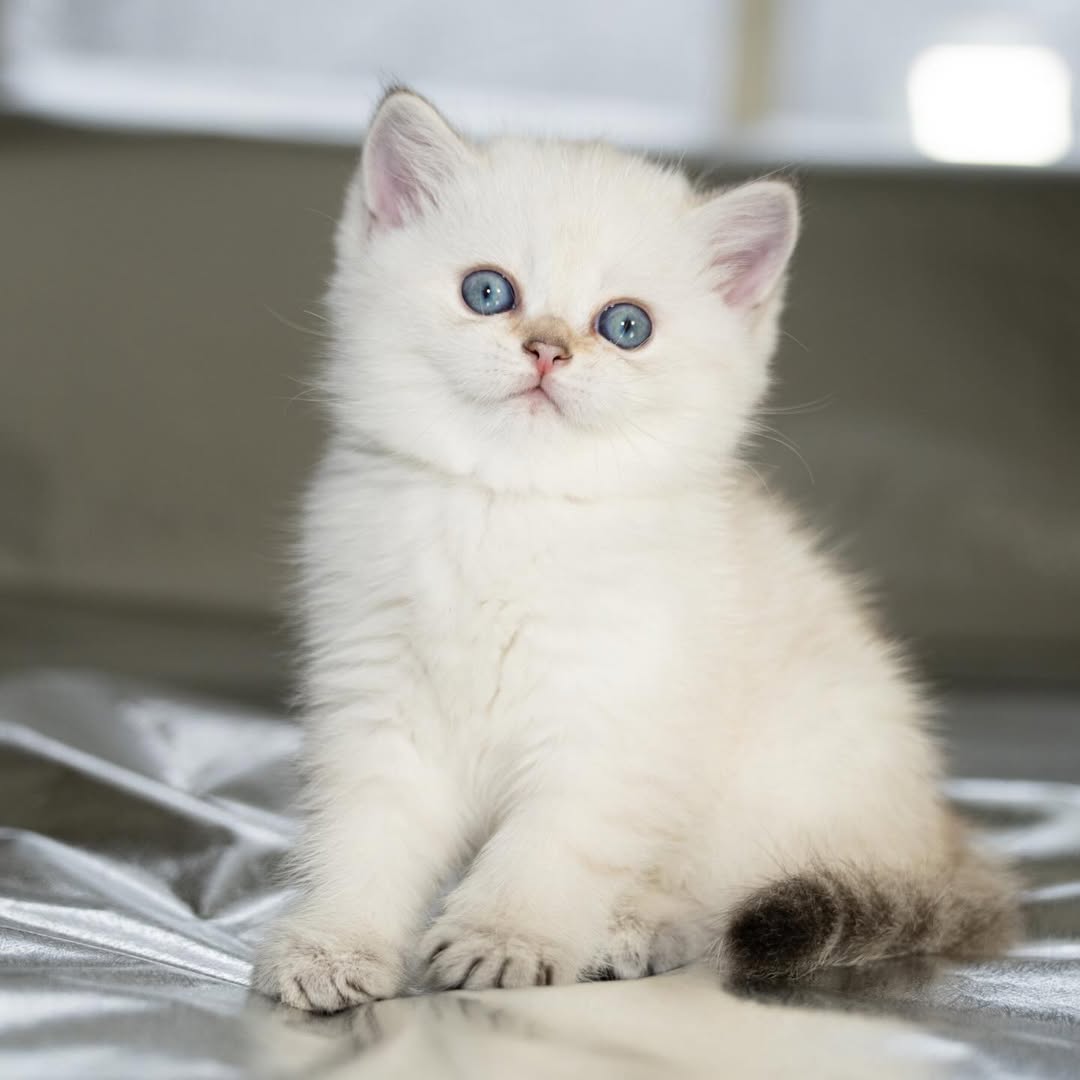 Daphne — Scottish Fold Female