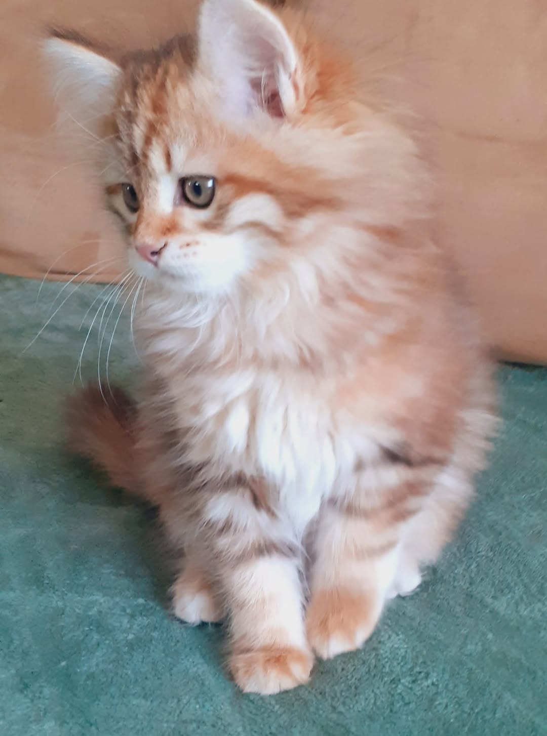 Divaria — Norwegian Forest Female