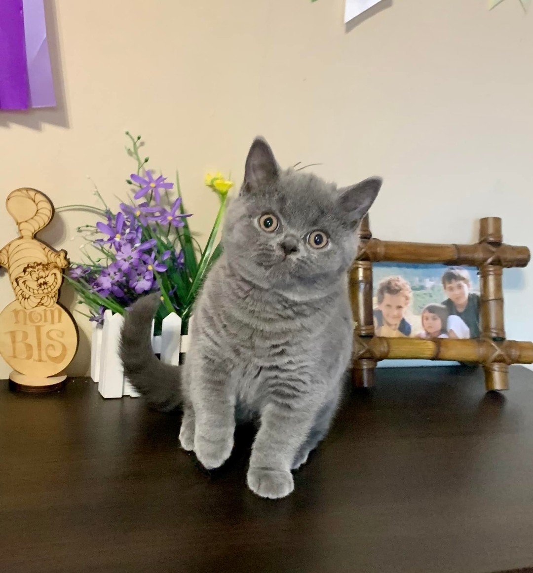 Edison — British Shorthair Male