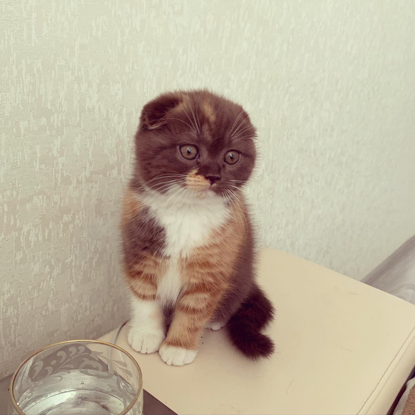 Eleanor — Scottish Fold Female