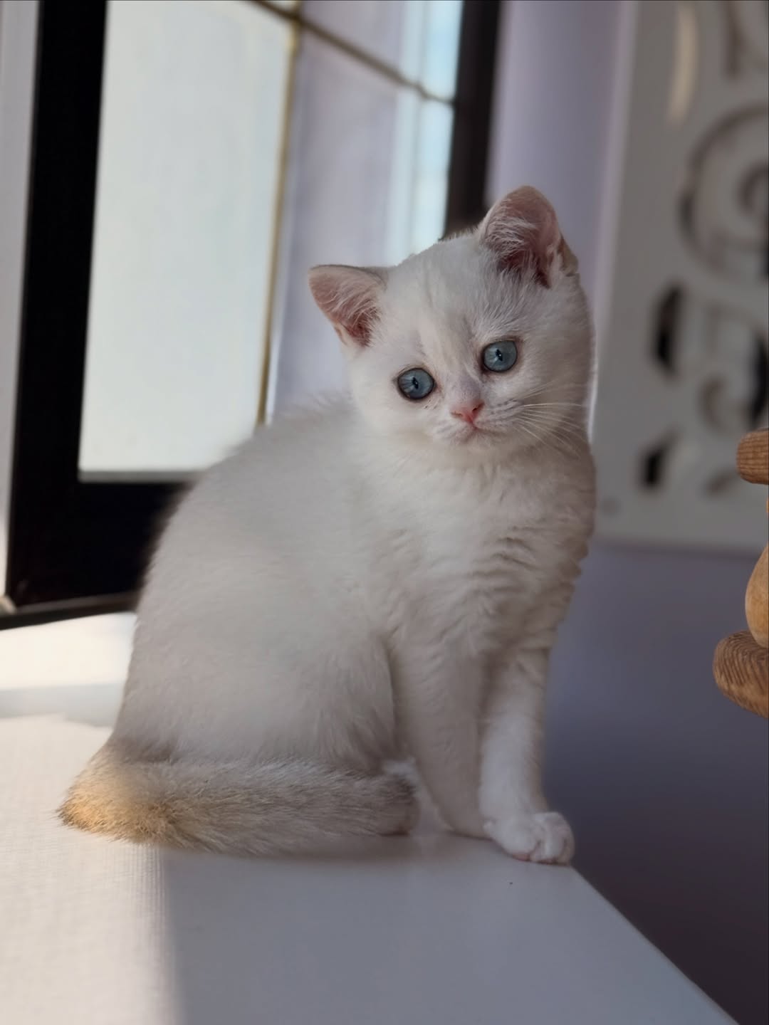 Eliara — Scottish Fold Female