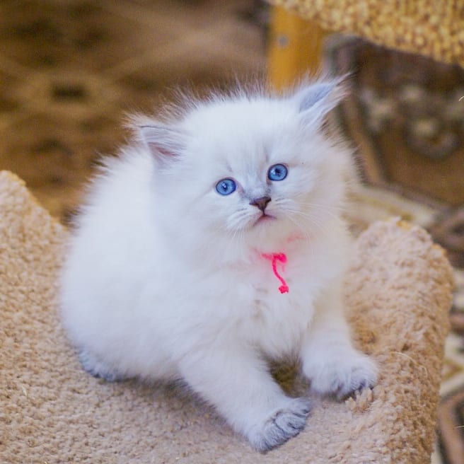 Emilia — Siberian Female