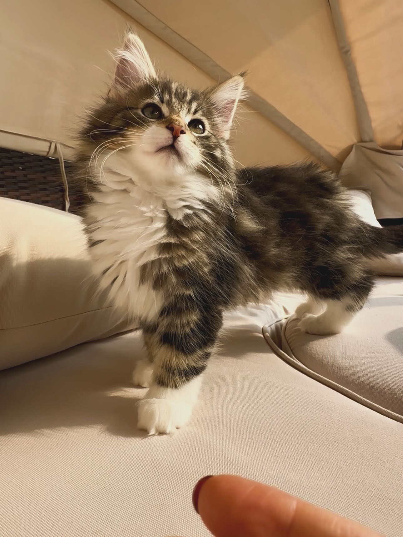 Enzo — Norwegian Forest Male