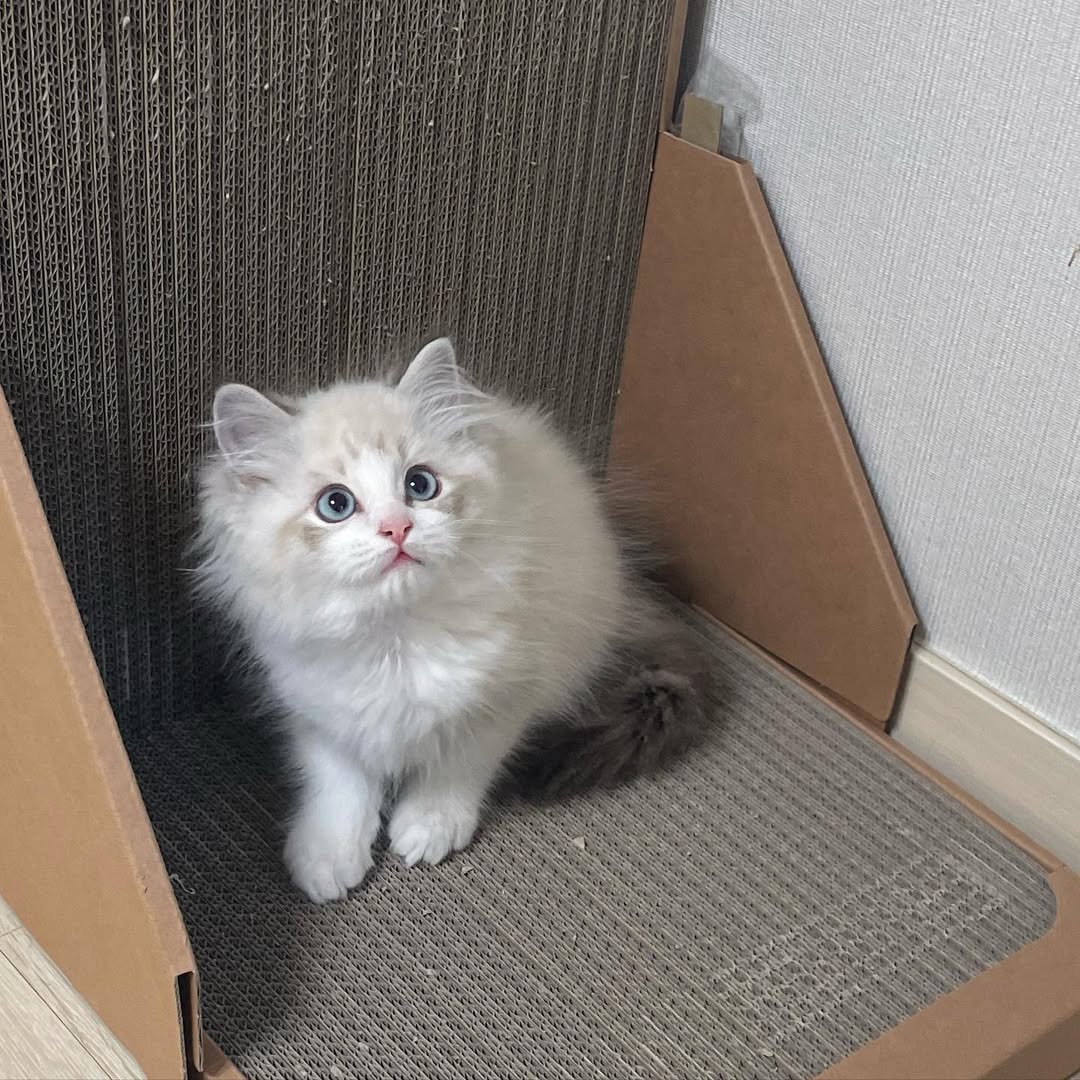 Esther — Ragdoll Female