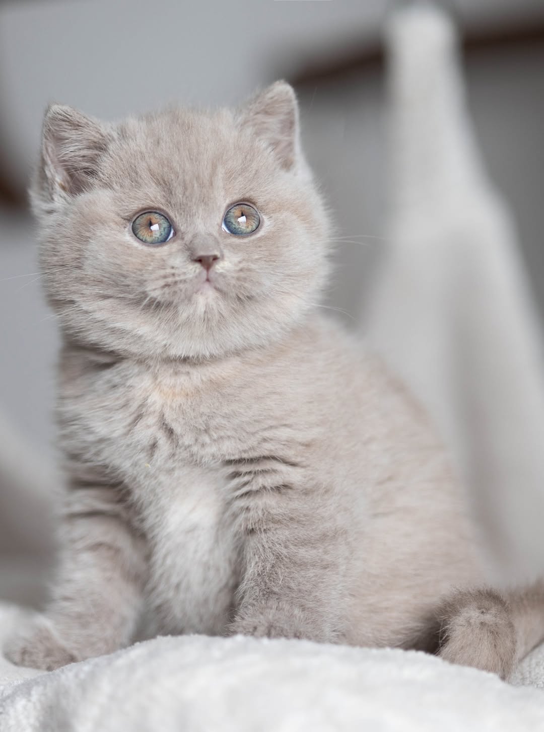 Eva — British Shorthair Female