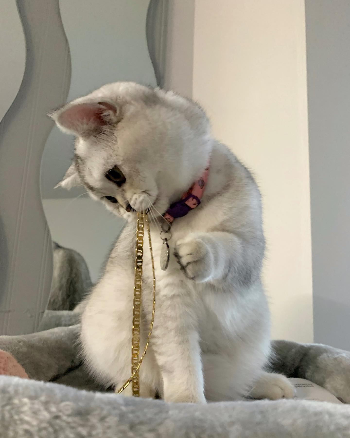 Evarett — Scottish Fold Male