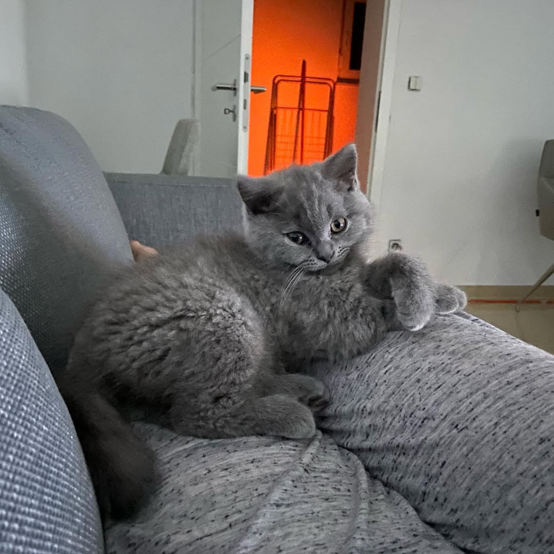 Evelyn — Scottish Fold Female