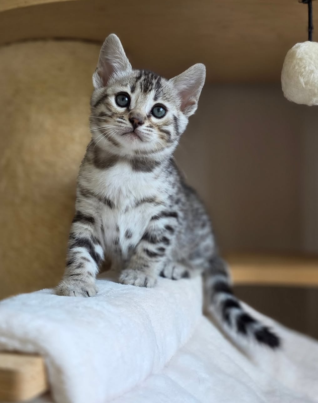 Fendi — Bengal Female