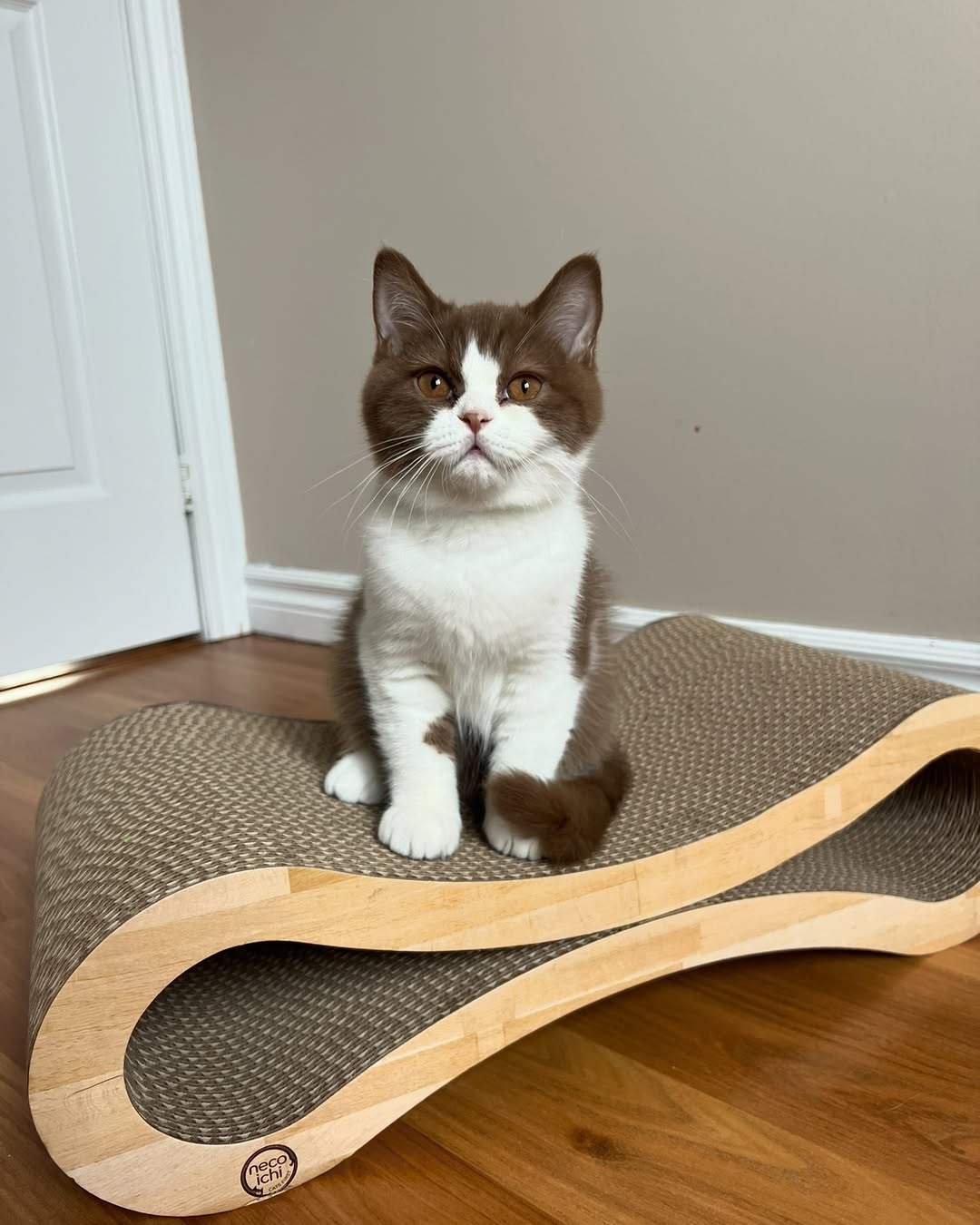 Figo — British Shorthair Male