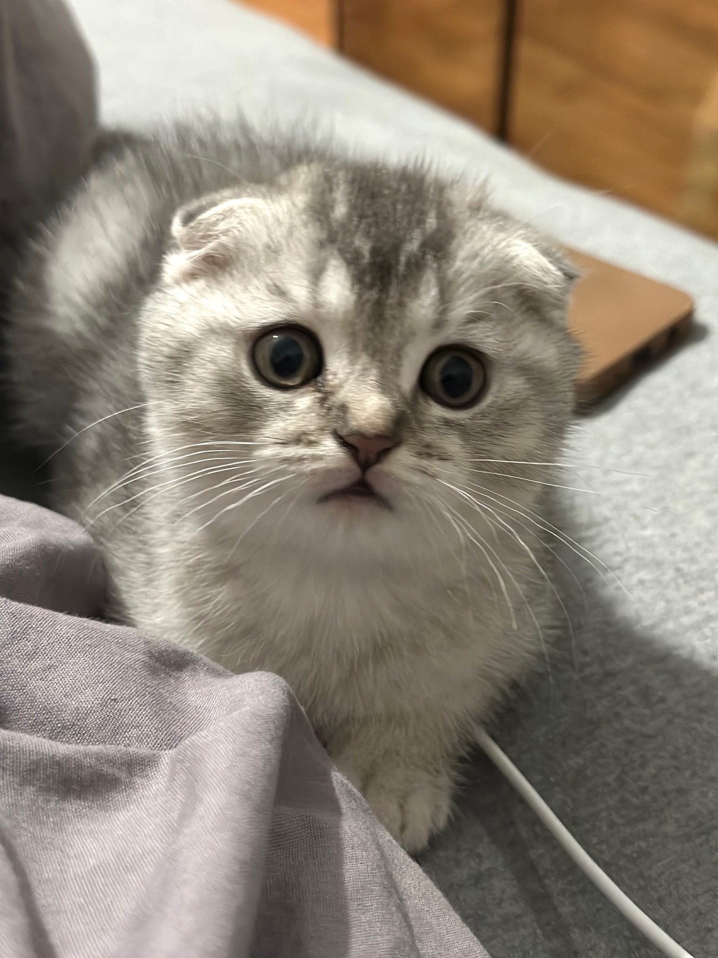Finn — Scottish Fold Male