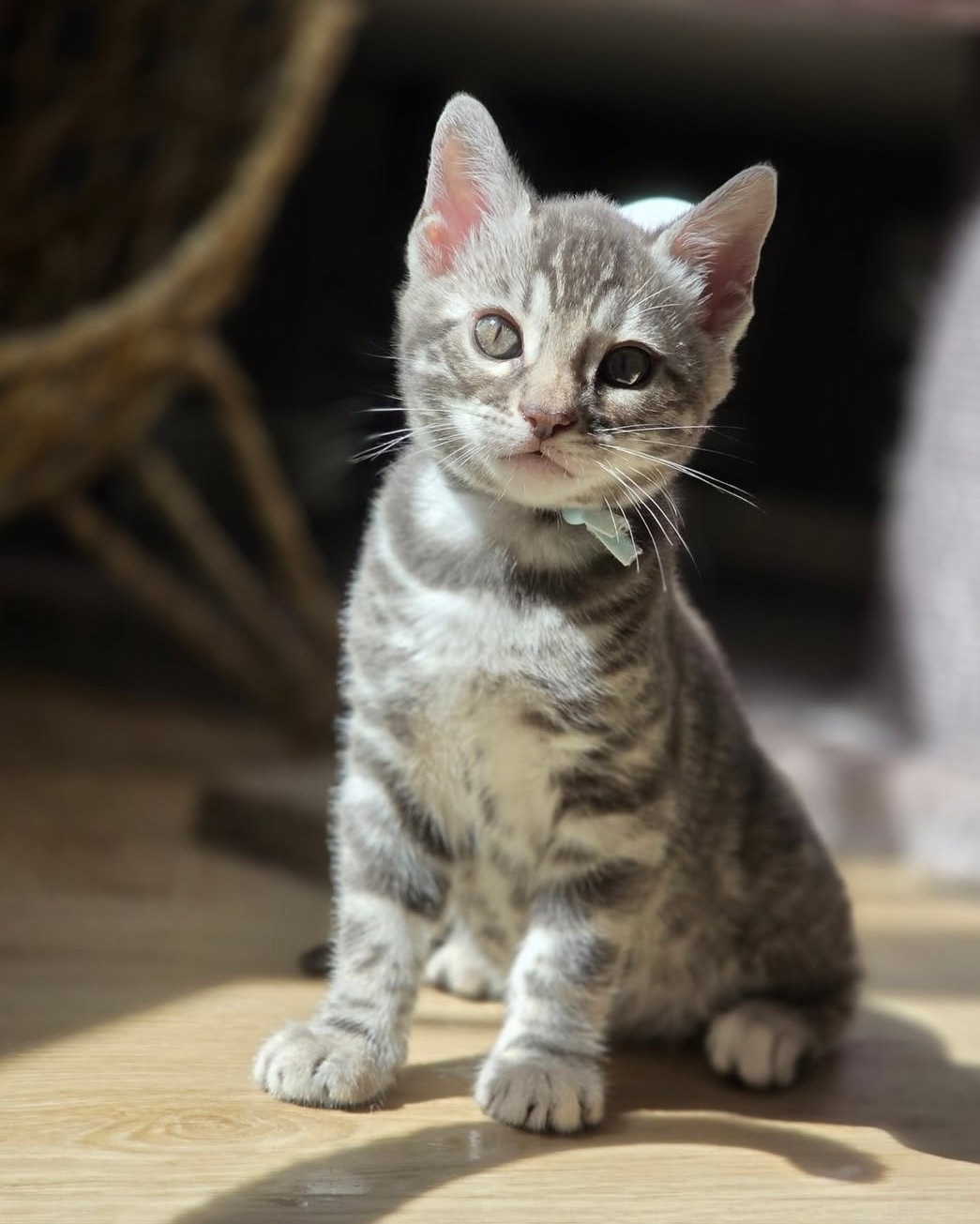 Fiona — Bengal Female
