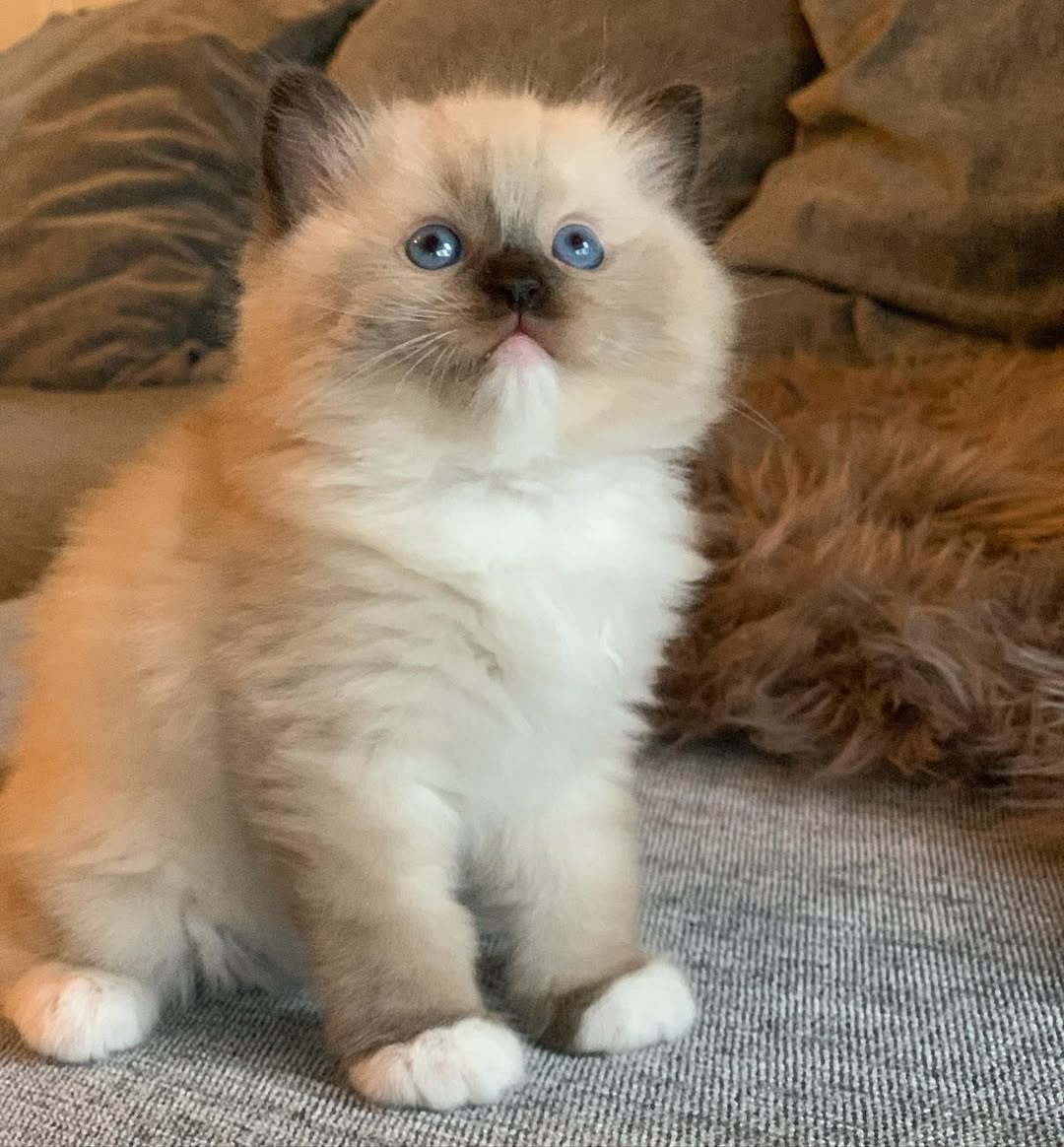 Fredo — Ragdoll Male