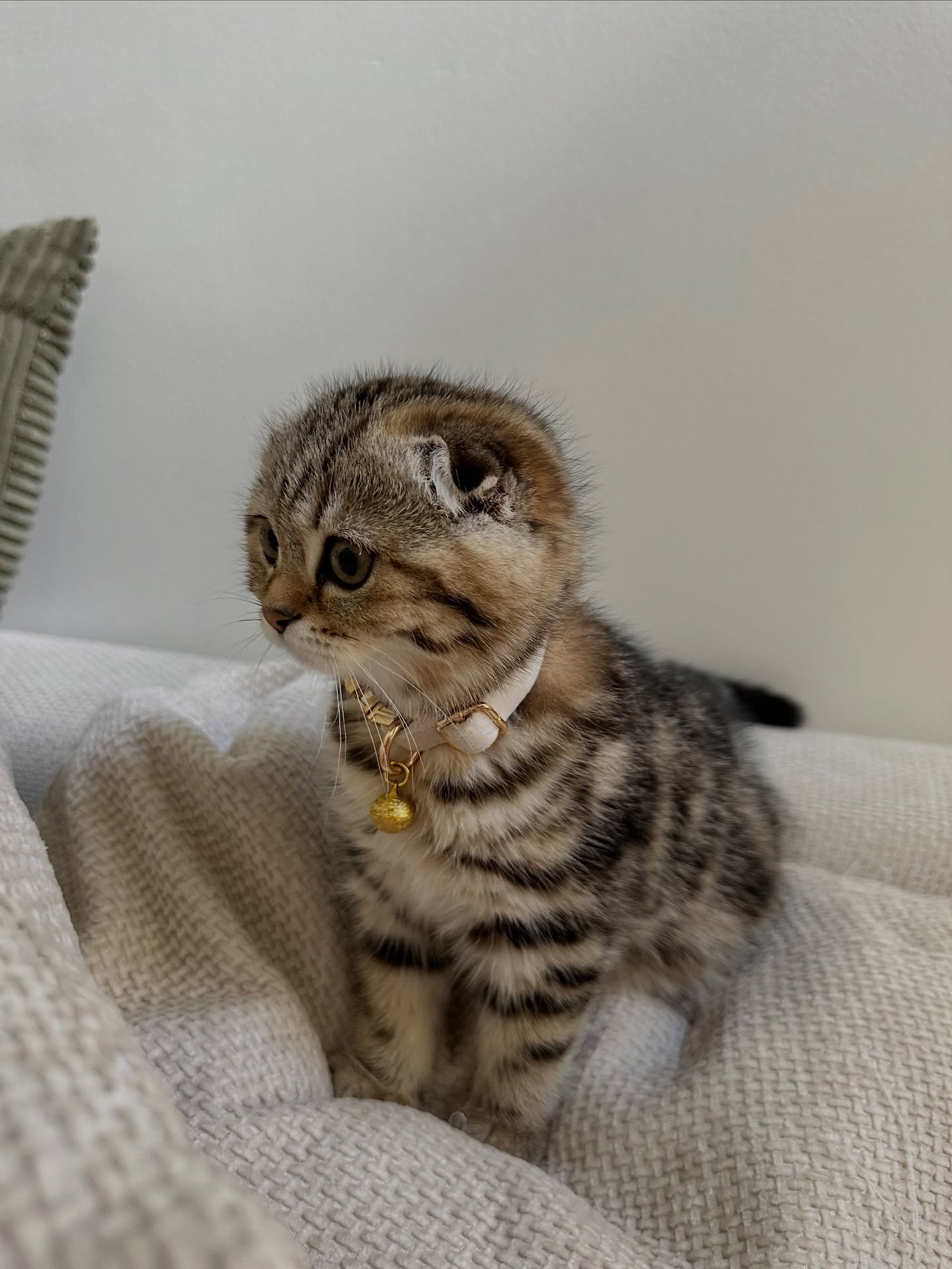 Gael — Scottish Fold Female