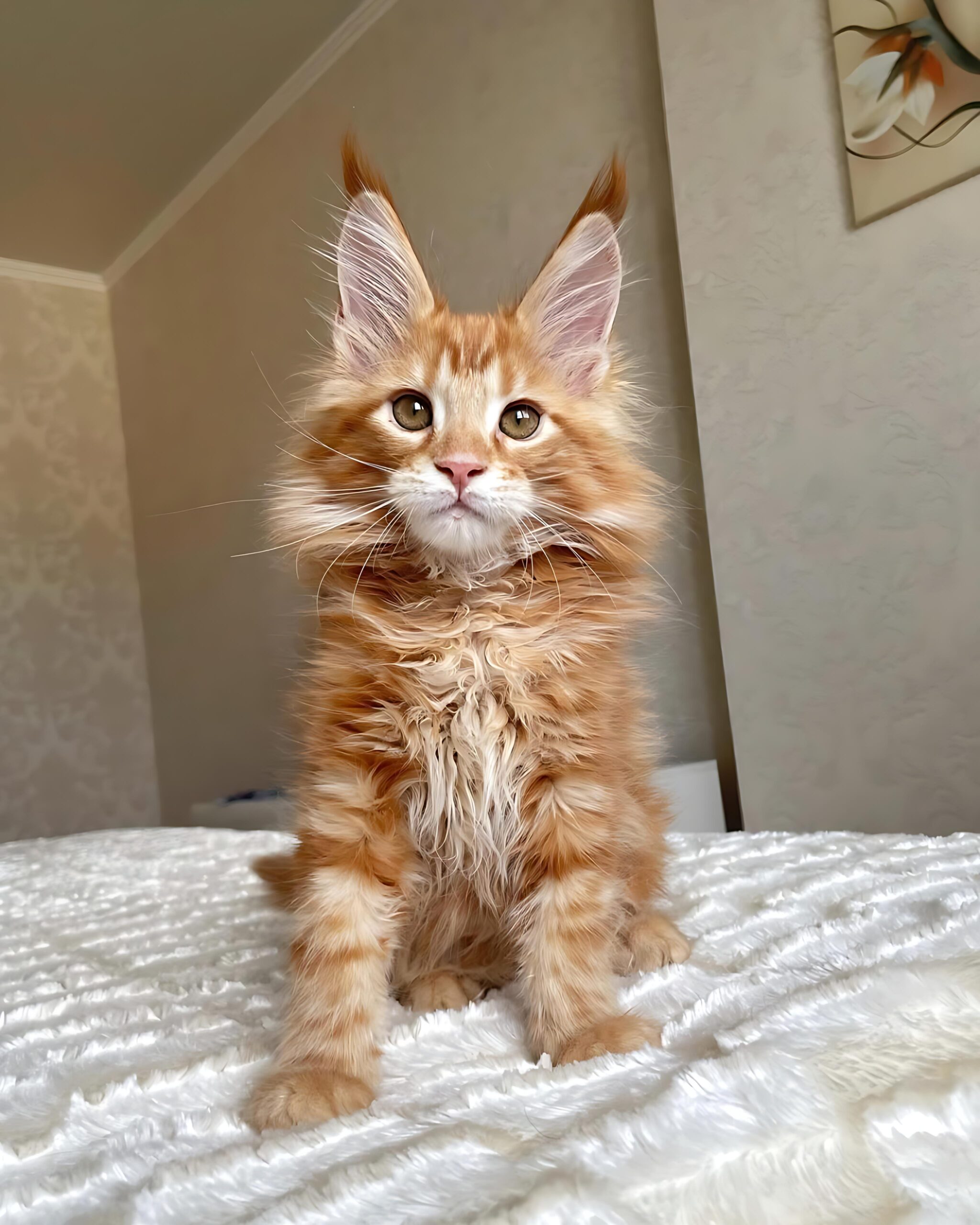 Gana — Maine Coon Male