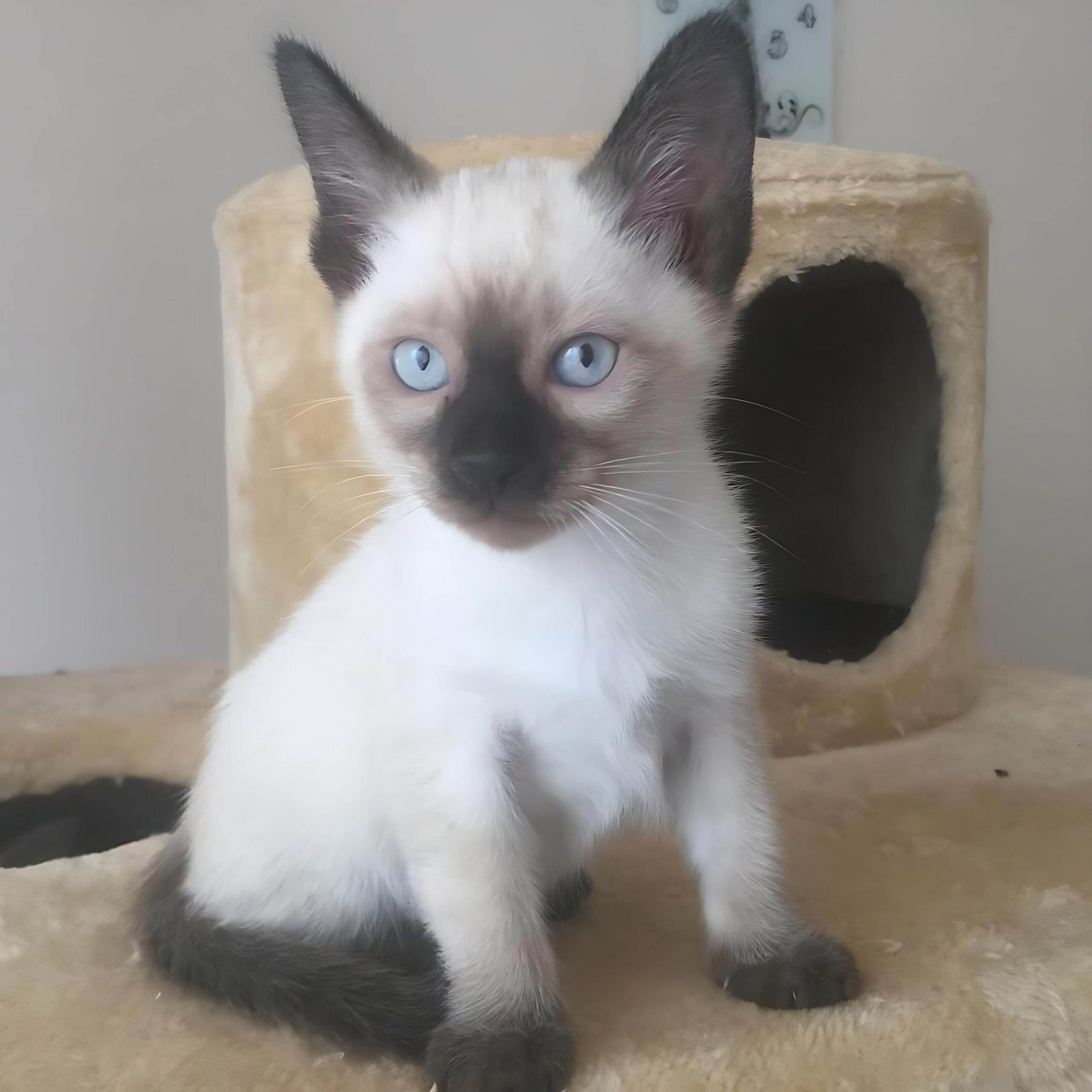George — Siamese Male