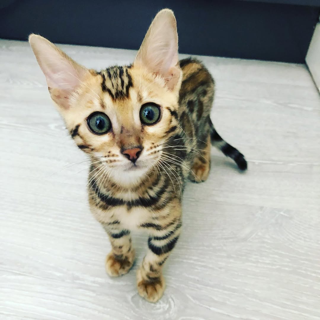 Gilly — Bengal Male