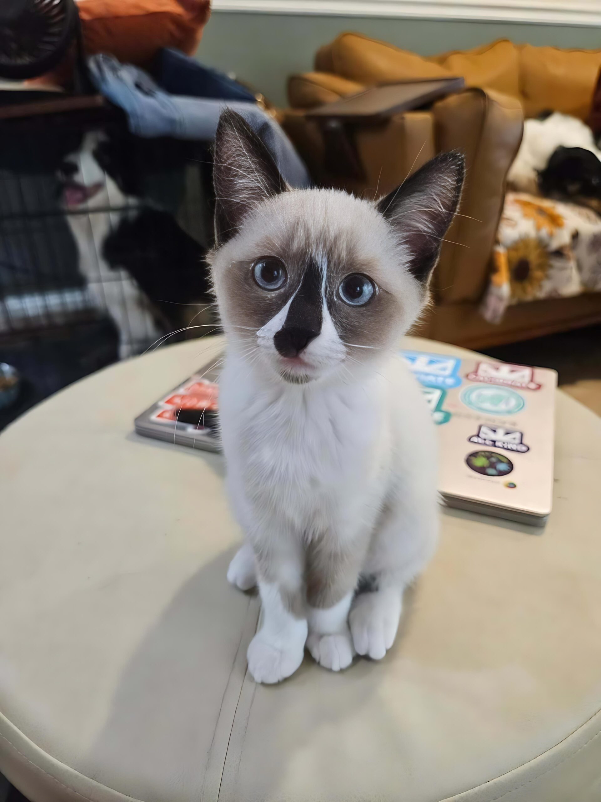 Gwen — Siamese Female
