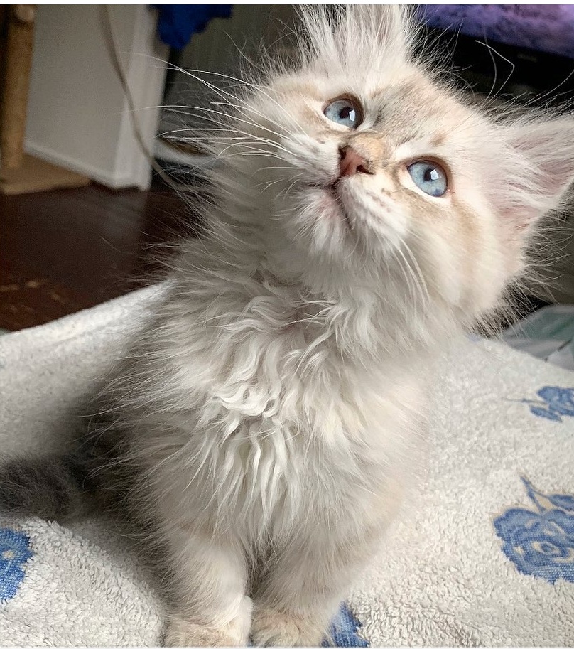 Harley — Siberian Male
