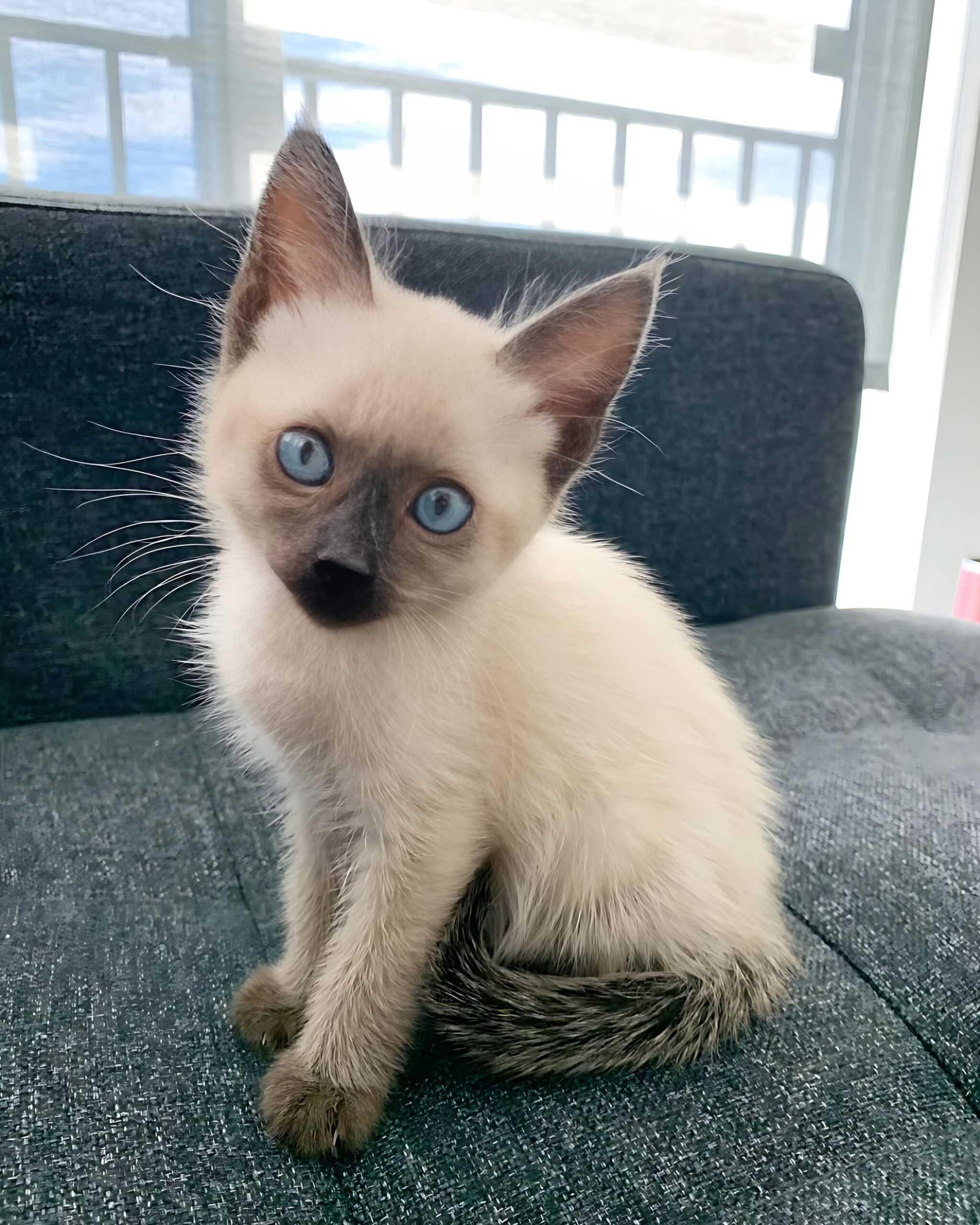 Hijo — Siamese Male