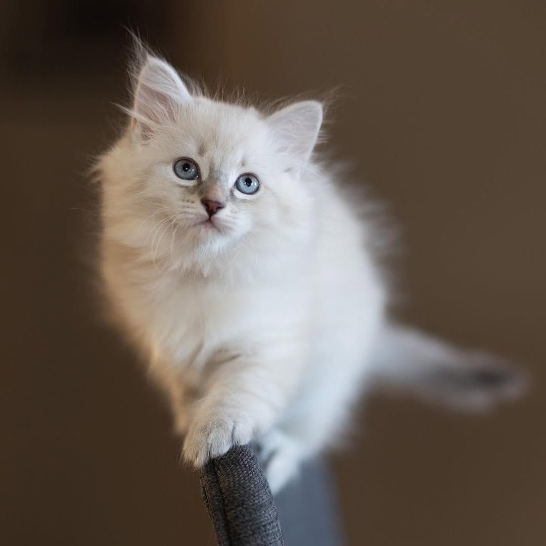 Hilda — Siberian Female