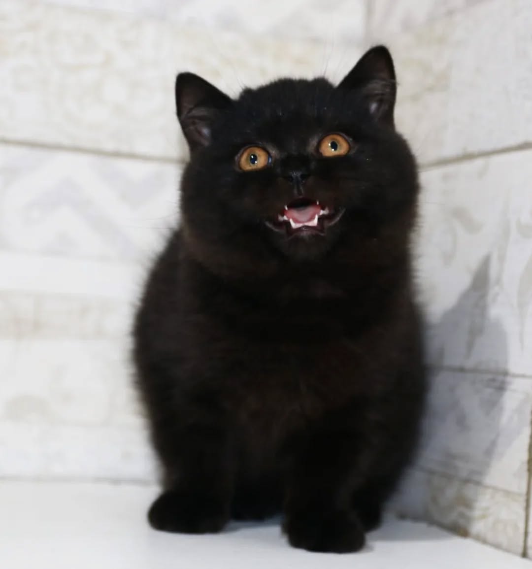 Hotch — British Shorthair Male
