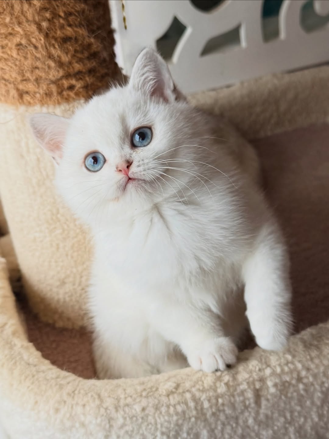 Isabella — Scottish Fold Female