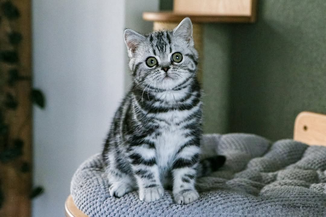 Ivan — British Shorthair Male