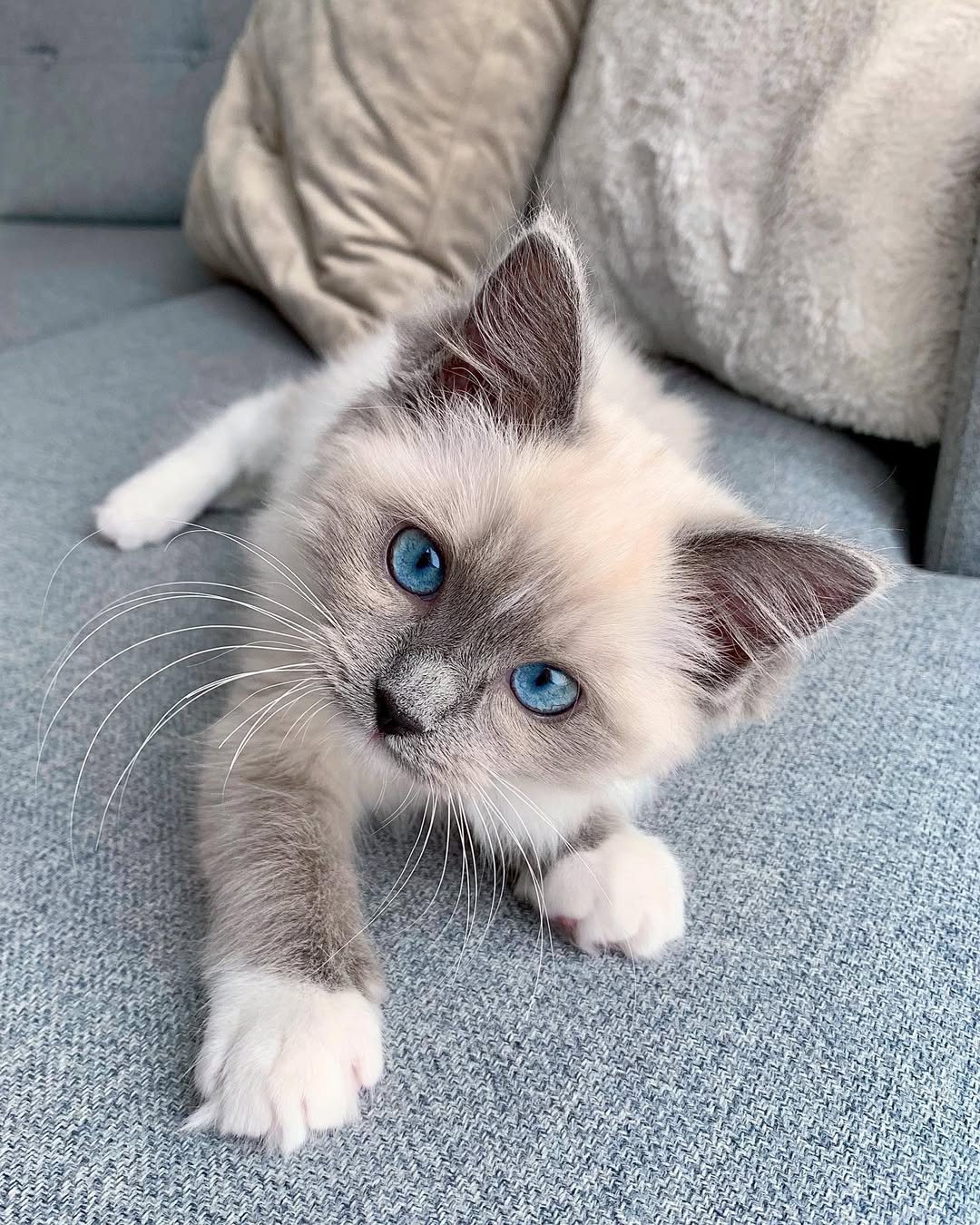Ivy — Ragdoll Female