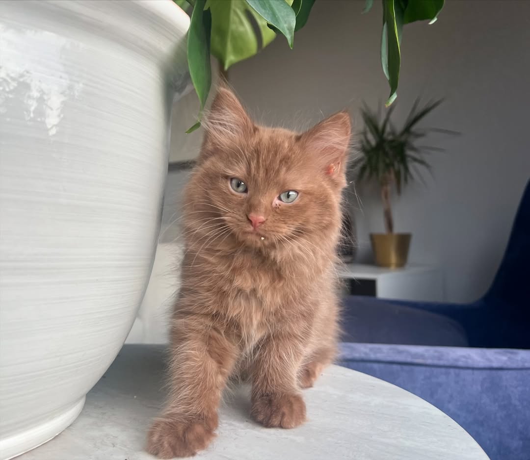 Jack — Ragdoll Male