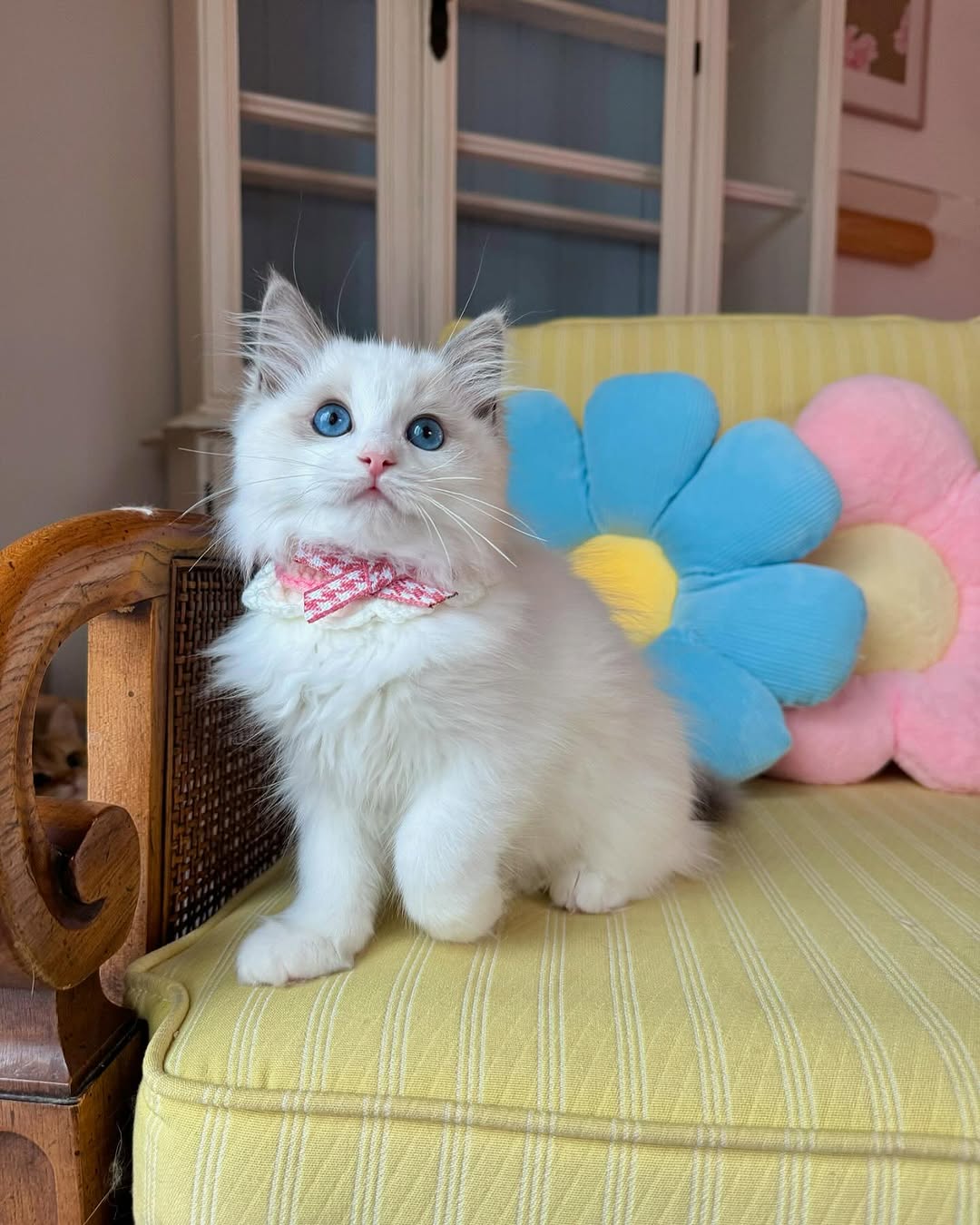 Jade — Ragdoll Female