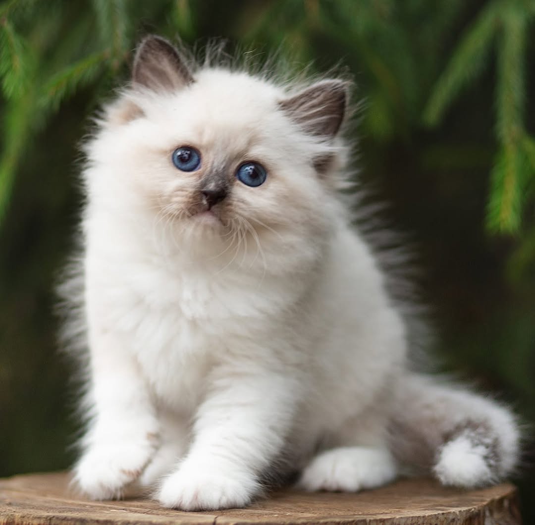 Jasmine — Siberian Female