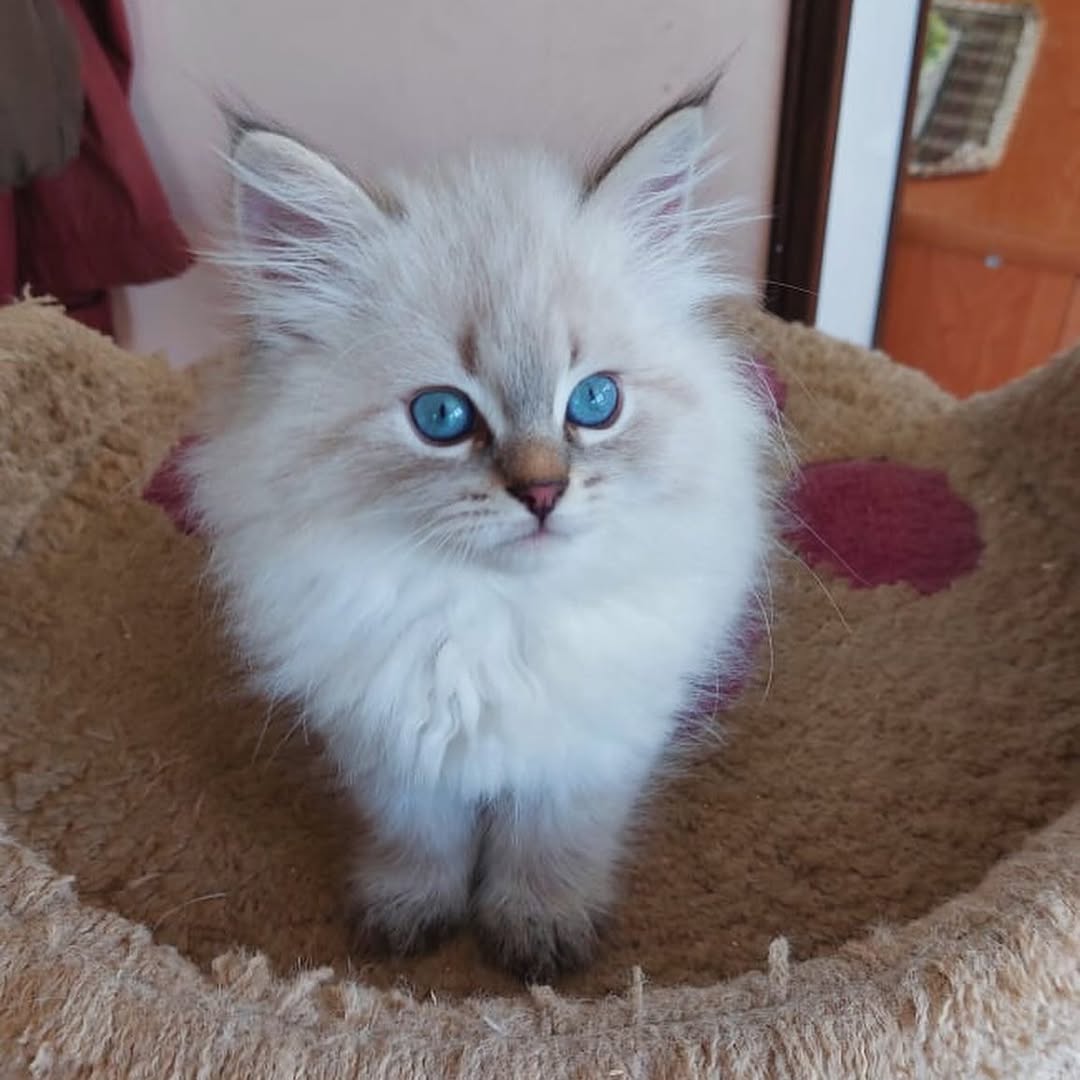 Jasper — Siberian Male