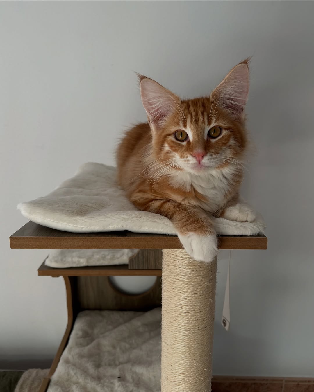 Jay — Norwegian Forest Male