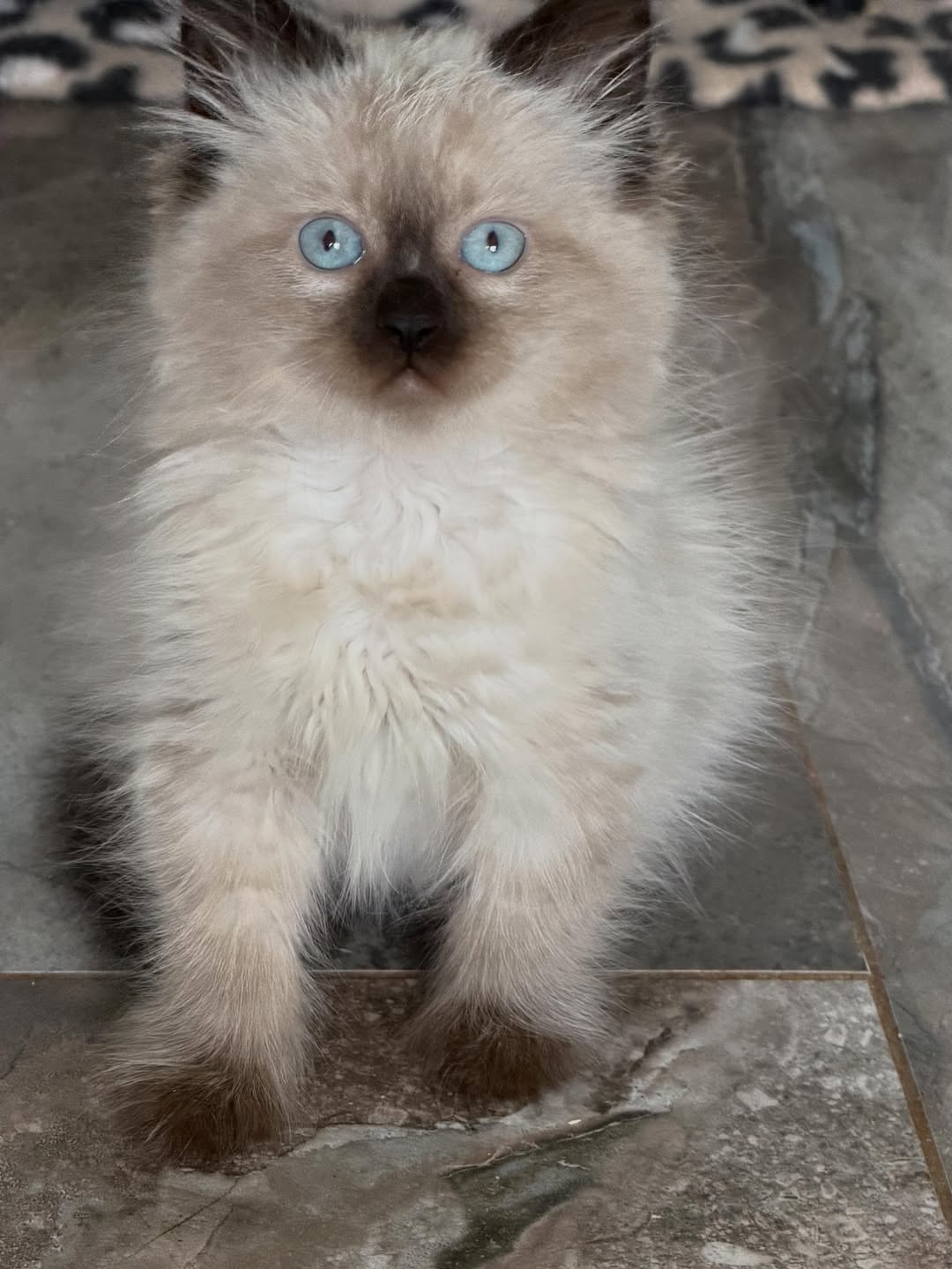 Jim — Siberian Male