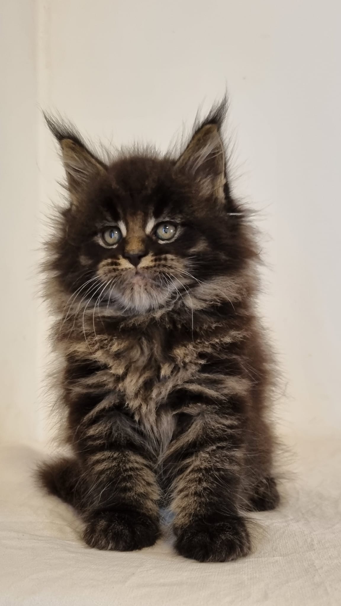 Joakim — Maine Coon Male
