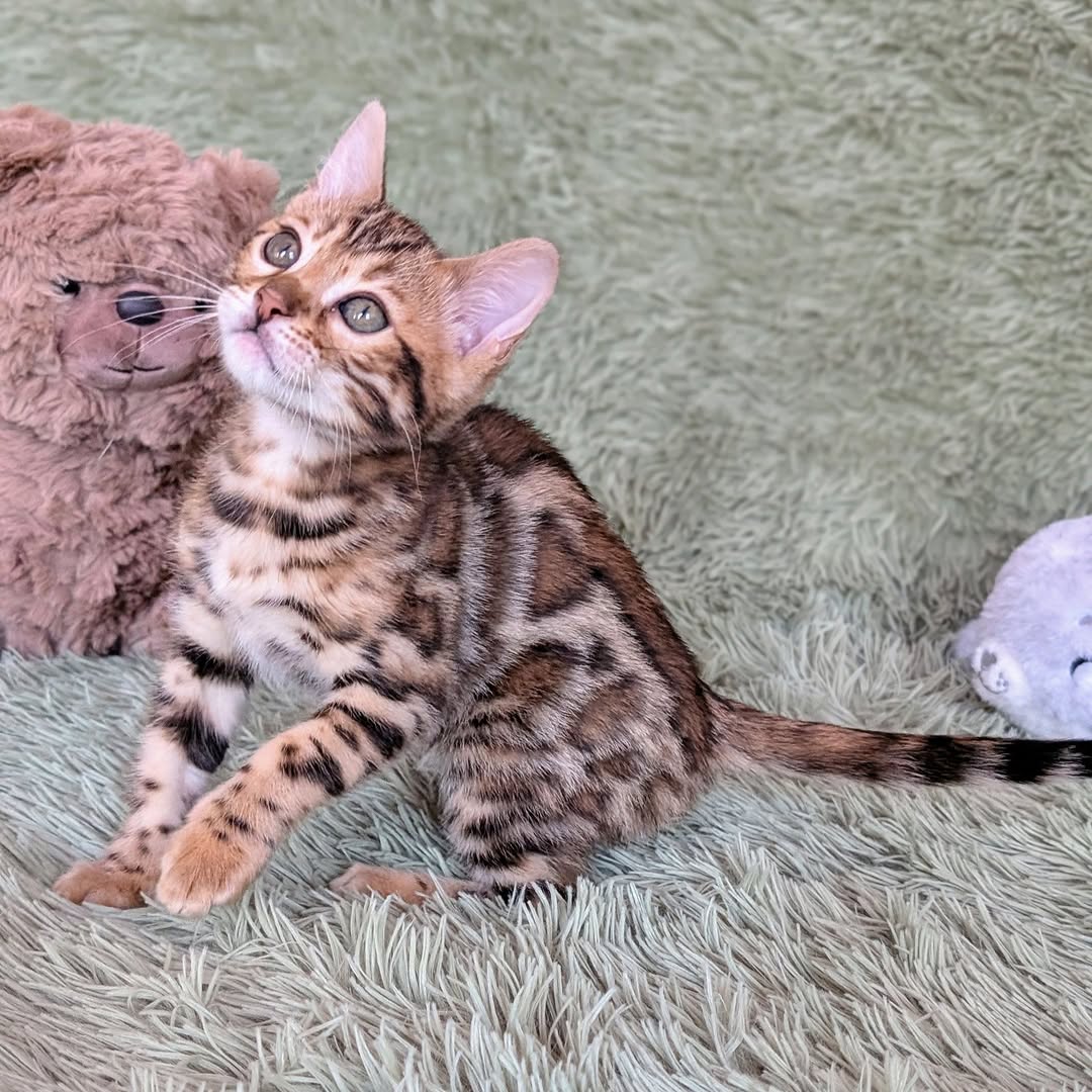 Jolie — Bengal Female