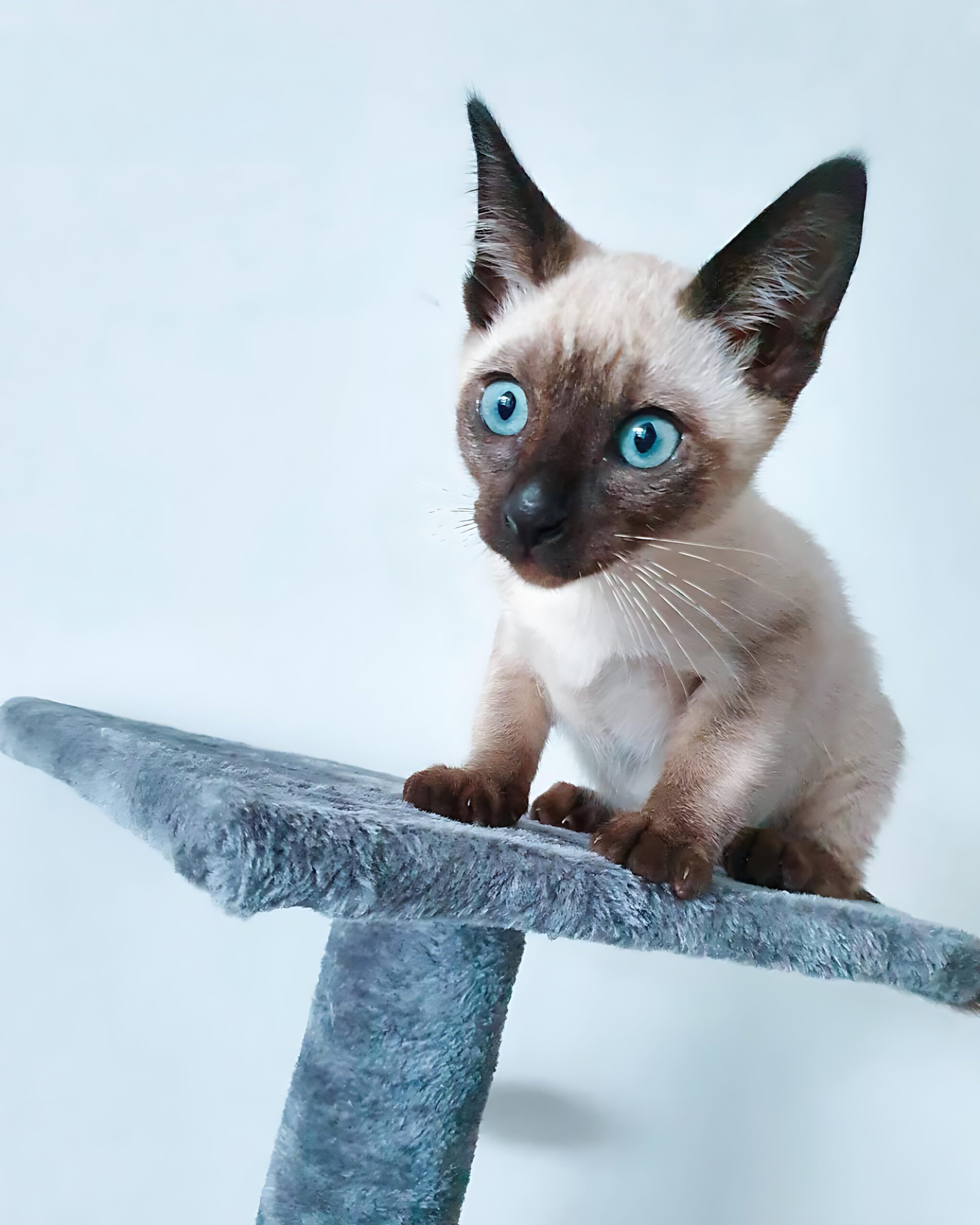 Jones — Siamese Male