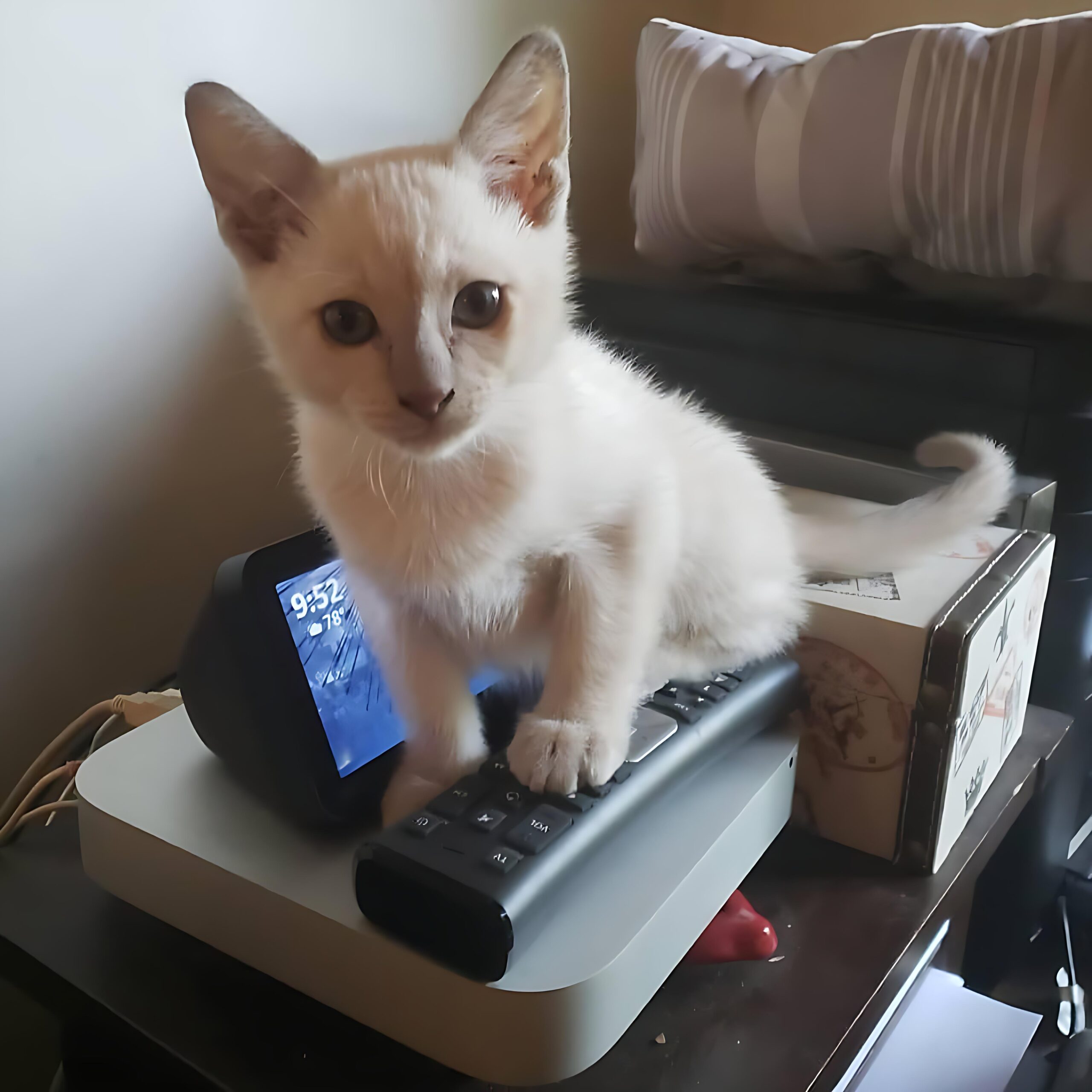 Jordan — Siamese Male