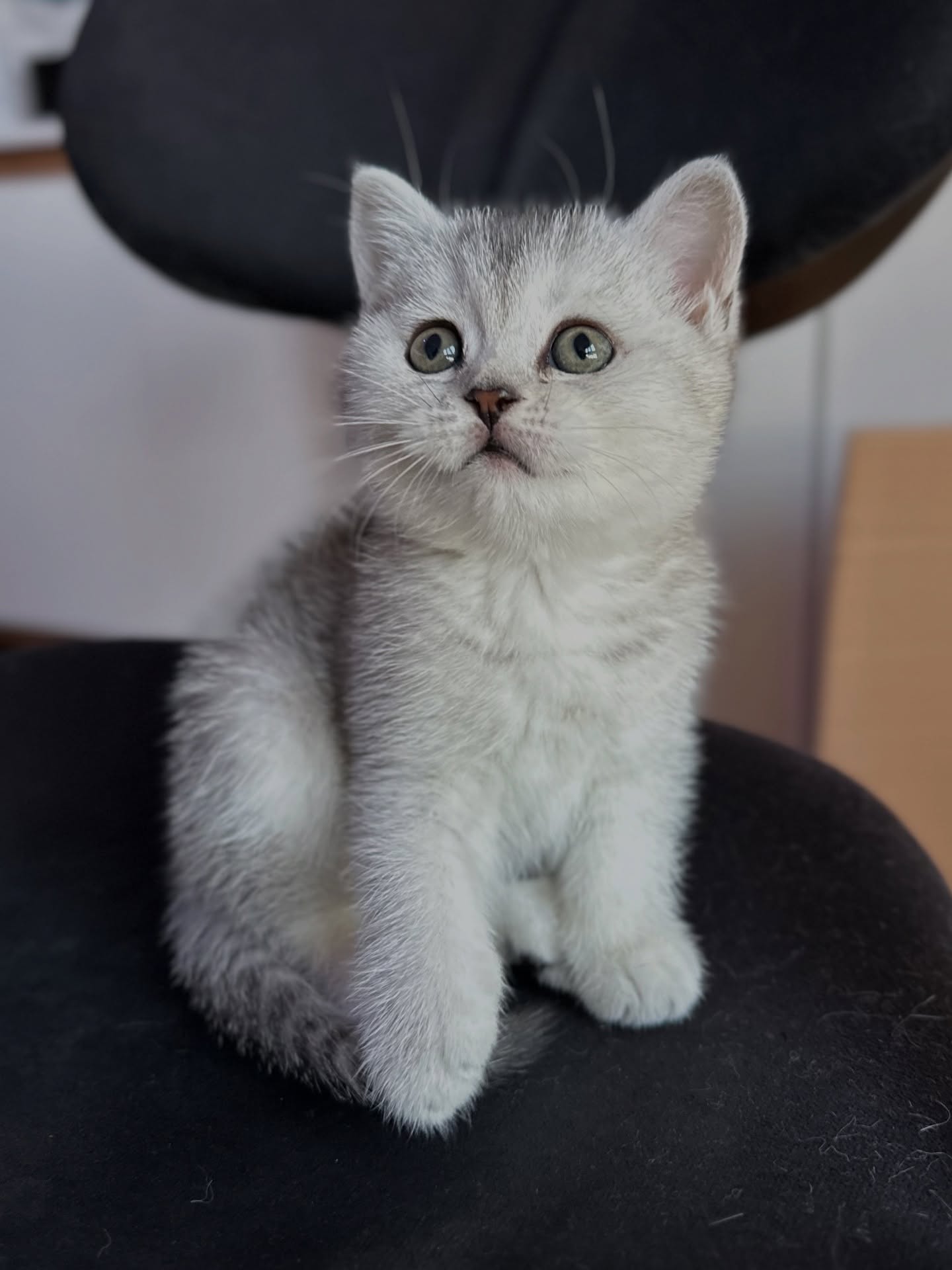 Kampala — Scottish Fold Female