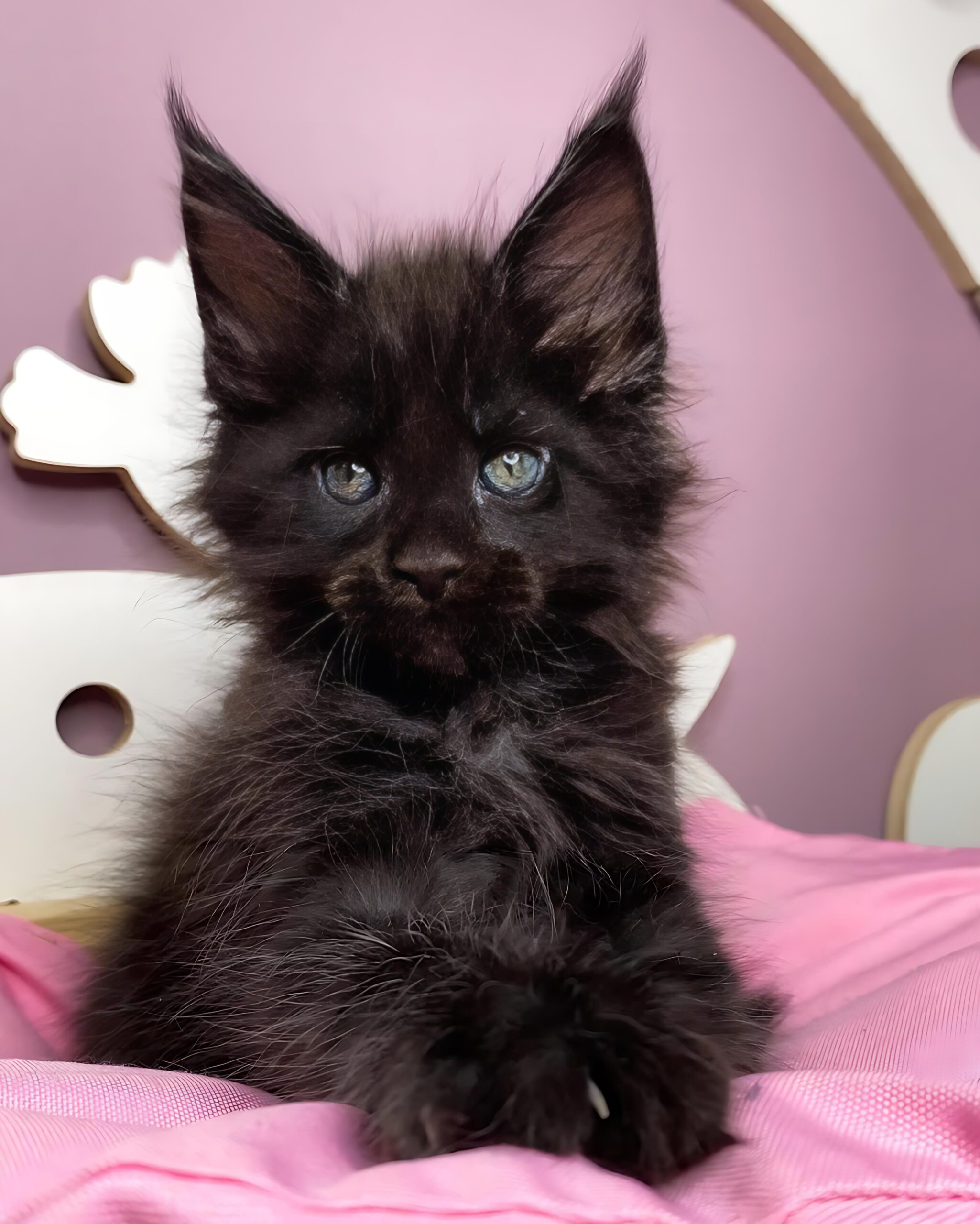Kest — Maine Coon Male