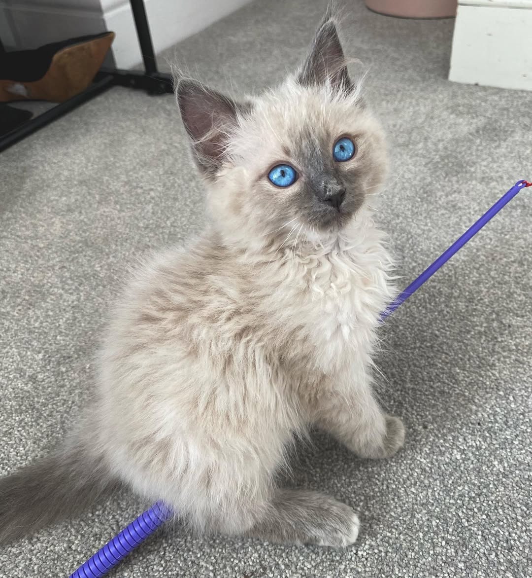 Lane — Ragdoll Female
