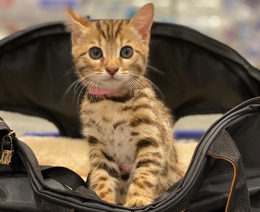 Laura — Bengal Female
