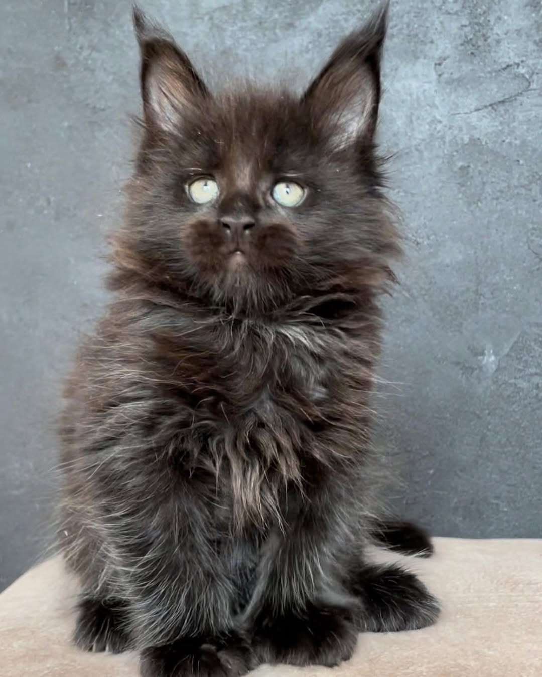Leo — Maine Coon Male