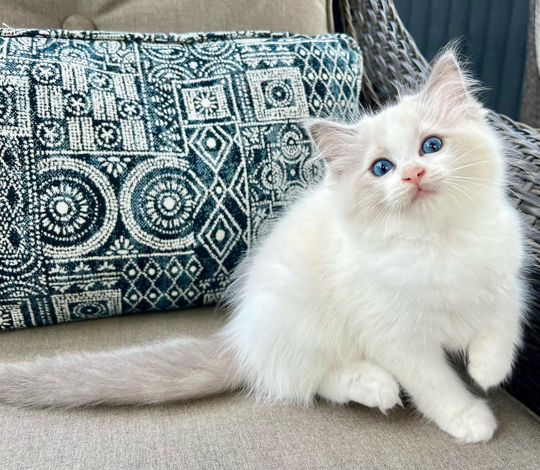 Lesly — Ragdoll Male